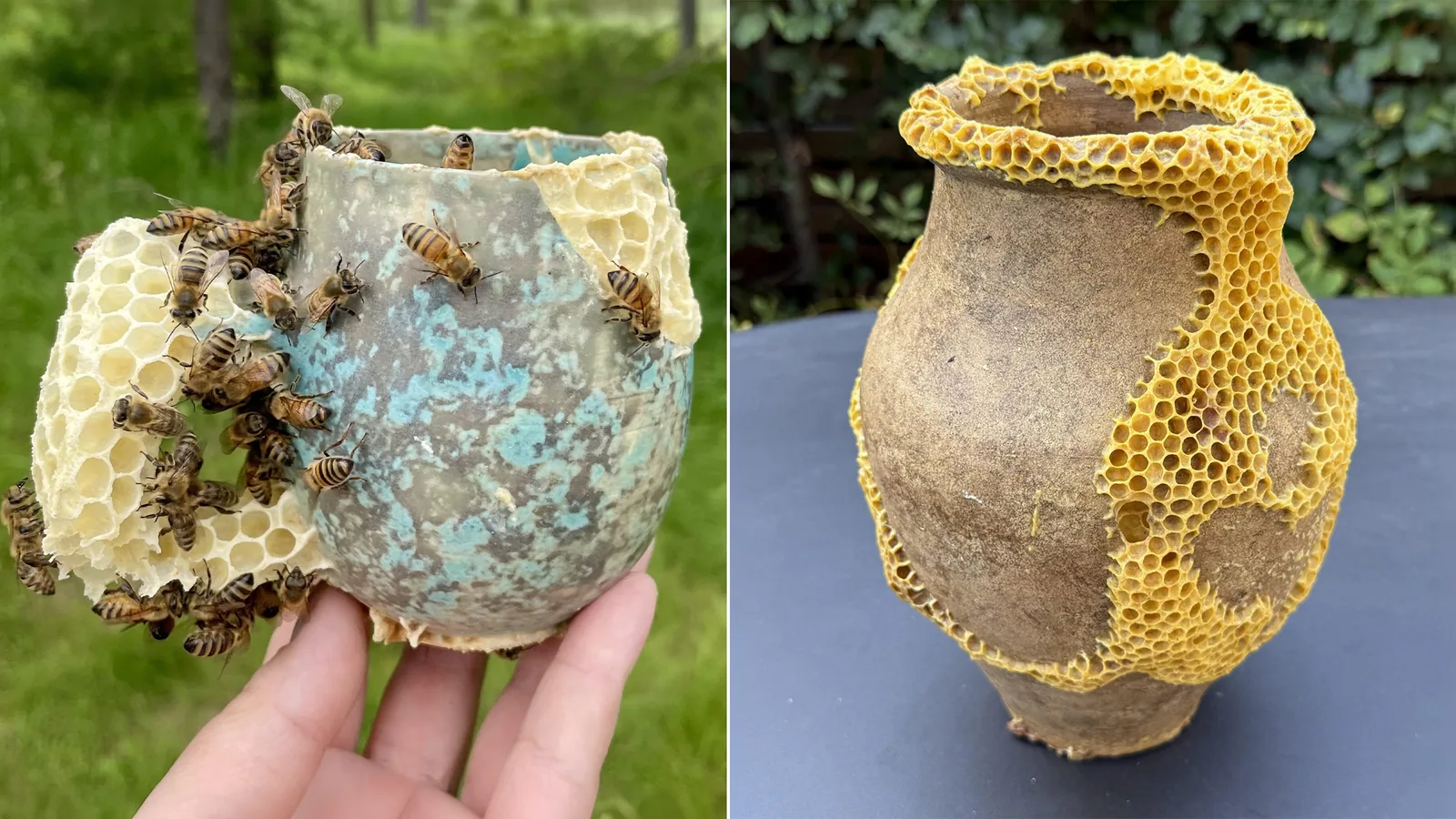 Ava Roth, série Kintsu-Bee, céramiques cassées réparées par des abeilles ouvrières de l'Ontario avec des alvéoles dorées, mai 2026