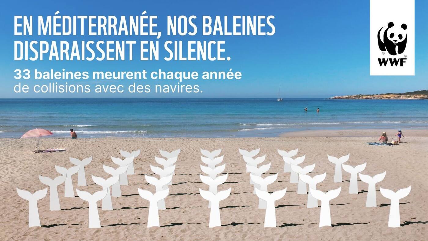 Visuel de campagne signé WWF France de la campagne Whalemorial dévoilé fin juin 2026, photographie horizontale prise en plein jour sur une plage de la Méditerranée avec en second plan une plage de sable clair peuplée de baigneurs quelques promeneurs un parasol rouge et blanc rayé à gauche et un voilier blanc mouillé au large sur la mer bleu turquoise calme, au premier plan une vingtaine de stèles blanches identiques découpées en forme de queues de baleine plantées côte à côte dans le sable projetant des ombres discrètes, surtitre en gros caractères capitales blancs En Méditerranée nos baleines disparaissent en silence sous-titre 33 baleines meurent chaque année de collisions avec des navires en haut à droite logo blanc WWF panda noir, mise en page complètement différente de la photo documentaire de la couverture